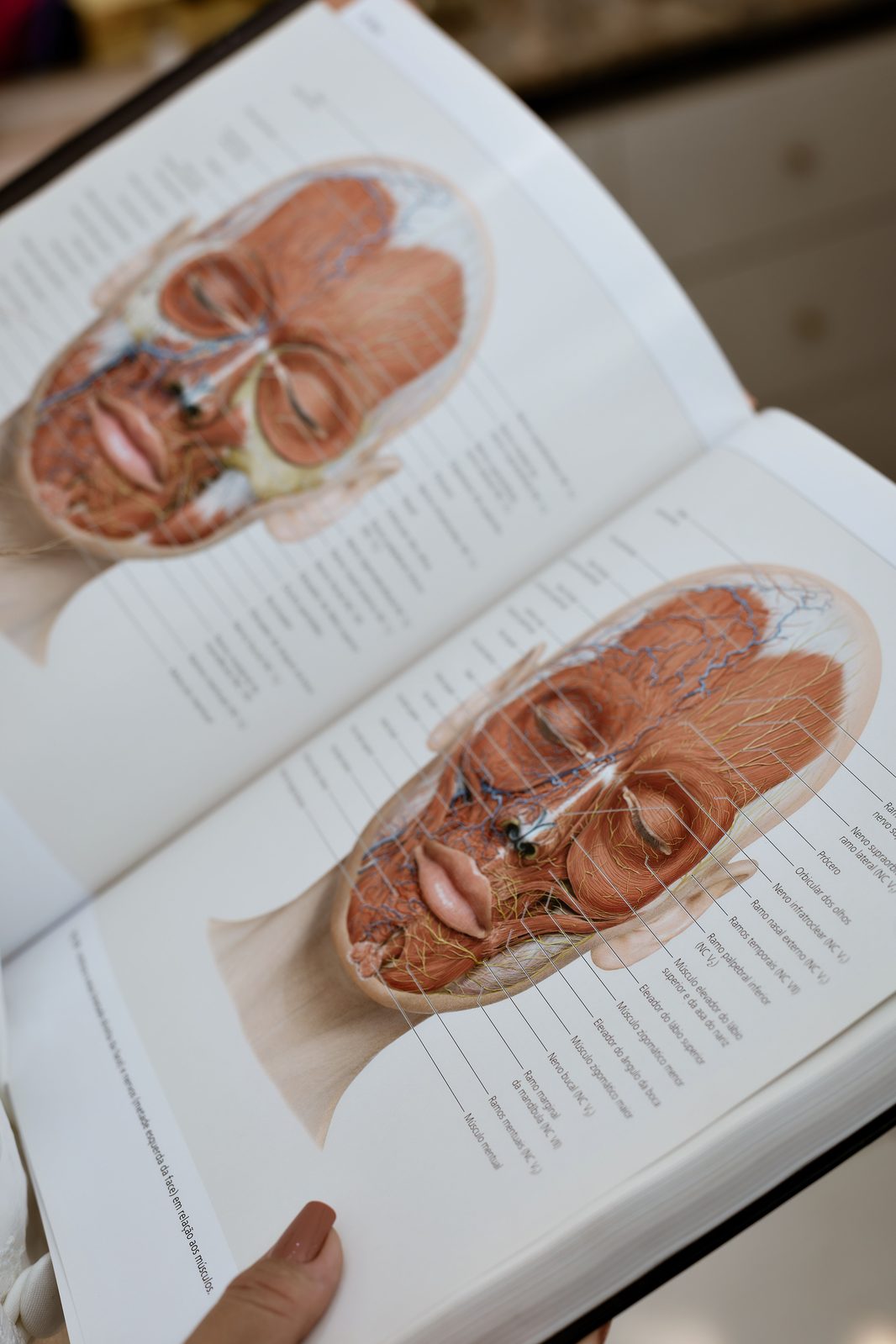 Livro de anatomia facial aberto mostrando músculos e nervos da face
